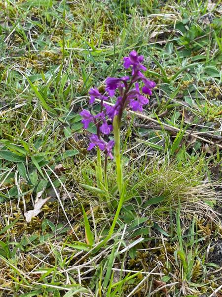 Harlekijn (Anacamptis morio)